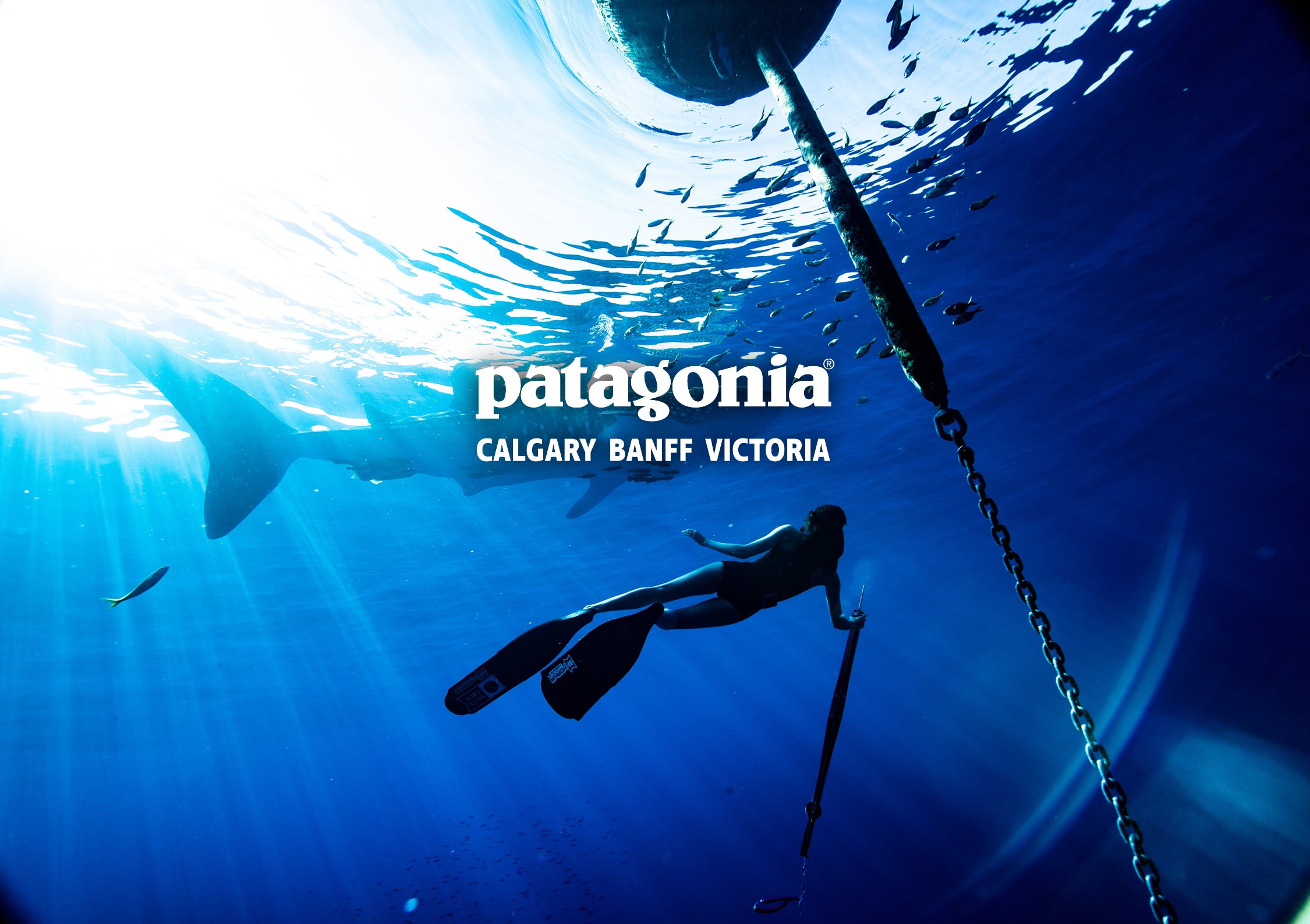 Underwater photo of a diver swimming looking up at a shark swimming above near the surface of the water