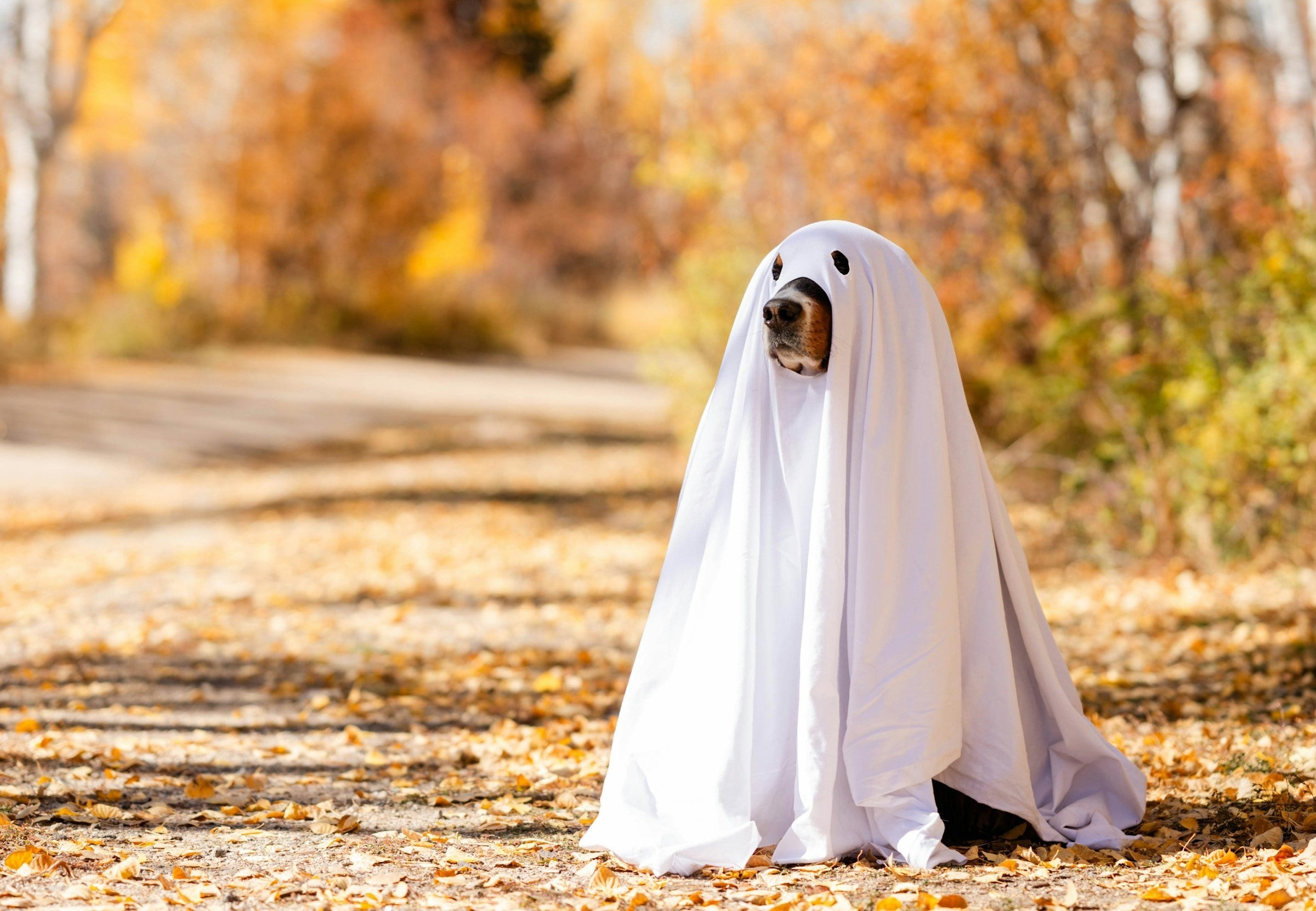 Fall Photoshoot Inspiration