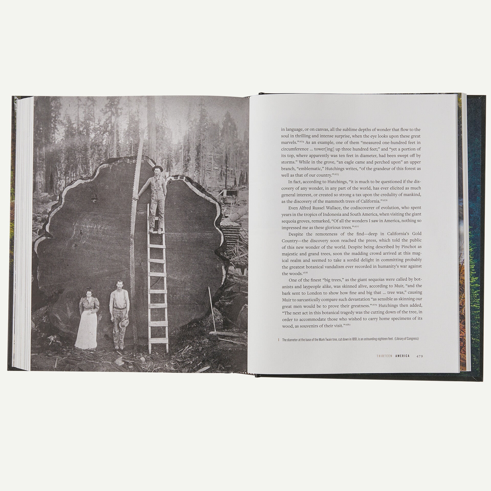 A Forest Journey: The Role of Trees in the Fate of Civilization